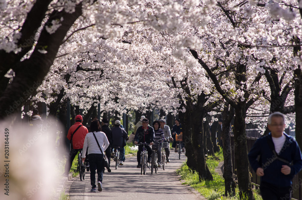 大阪・毛馬桜ノ宮公園の桜並木の風景