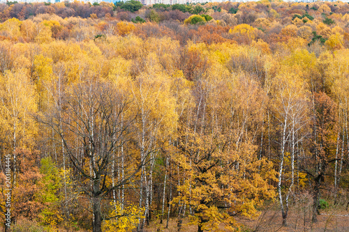above view of forest glade in urban park in autumn