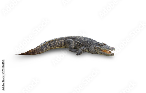 asian crocodile isolated on white background