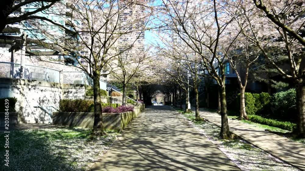 Beautiful Vancouver is a new start with spring flowers. Burnaby, New Westminster, Langley BC Canada Beautiful Vancouver is a new start with spring flowers. Burnaby, New Westminster, Langley BC Canada