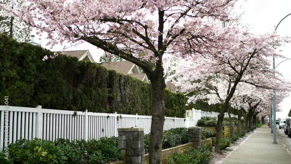 Beautiful Vancouver is a new start with spring flowers. Burnaby, New Westminster, Langley BC Canada Beautiful Vancouver is a new start with spring flowers. Burnaby, New Westminster, Langley BC Canada