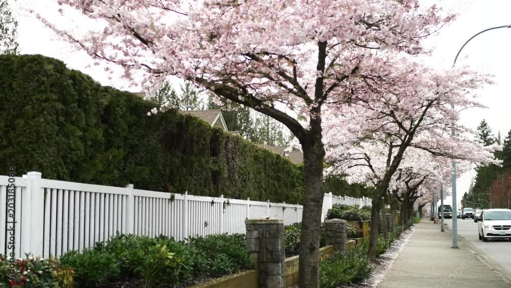 Beautiful Vancouver is a new start with spring flowers. Burnaby, New Westminster, Langley BC Canada Beautiful Vancouver is a new start with spring flowers. Burnaby, New Westminster, Langley BC Canada