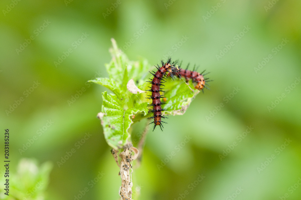 Naklejka premium Tawny Coster (Acraea violae) caterpillars