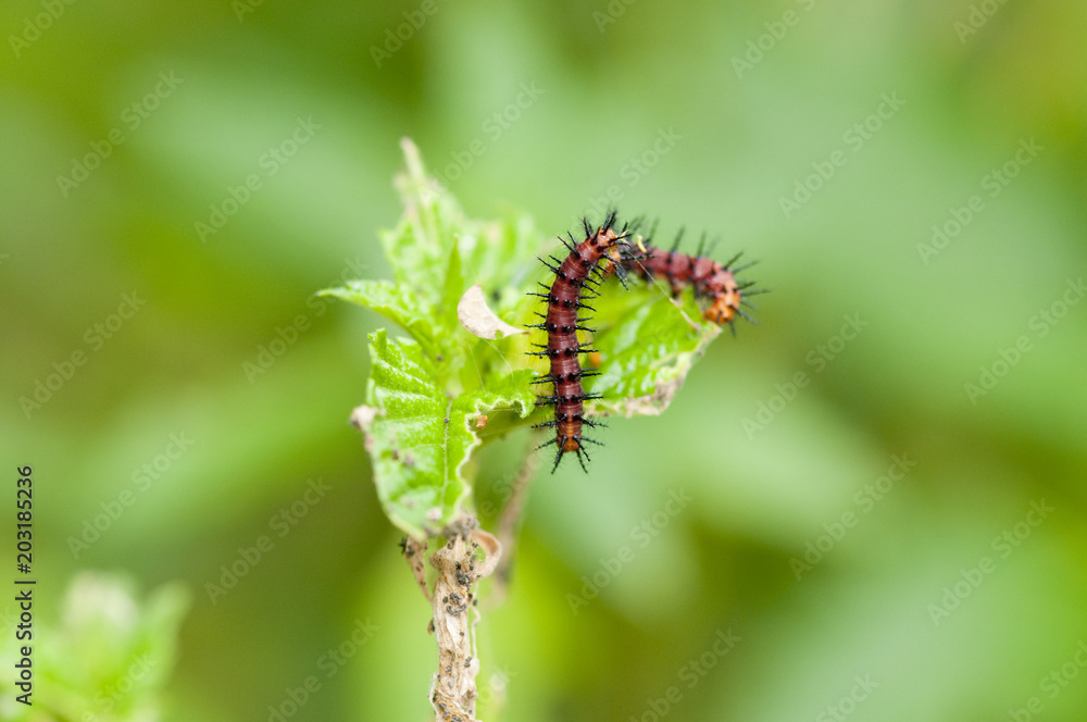 Tawny Coster (Acraea violae)  caterpillars