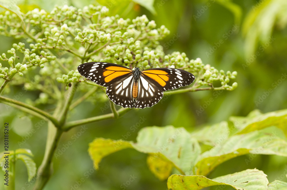 Fototapeta premium Black Veined Tiger (Danaus melanippus hegesippus) butterfly