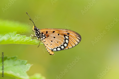 Tawny Coster (Acraea violae) butterfly