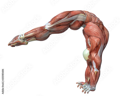 muscle man anatomy in an white background