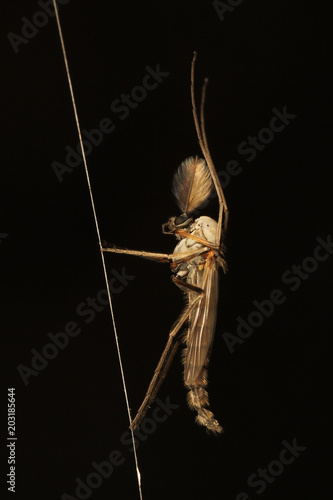 Adult male midge (Chironomidae) with feather antenna resting on a spider's web  photo