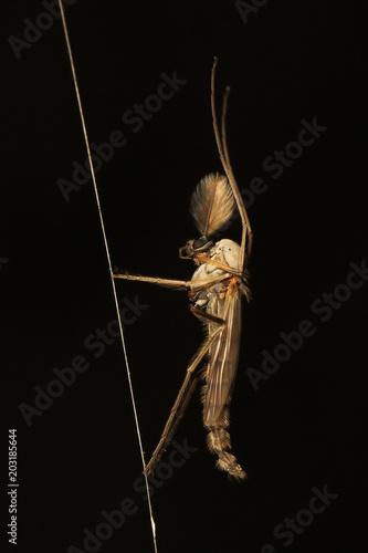 Adult male midge (Chironomidae) with feather antenna resting on a spider's web 