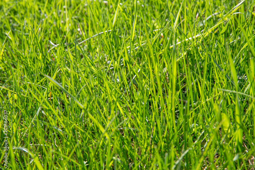Fototapeta premium Perfect green background by the fresh grass