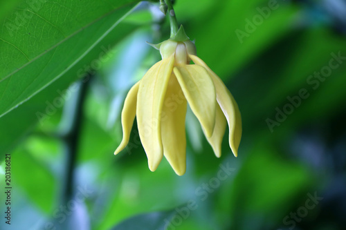 Yellow climbing ylang-ylang, climbing ilang-ilang, manorangini, hara-champa or kantali champa flower on the branch of tree. photo