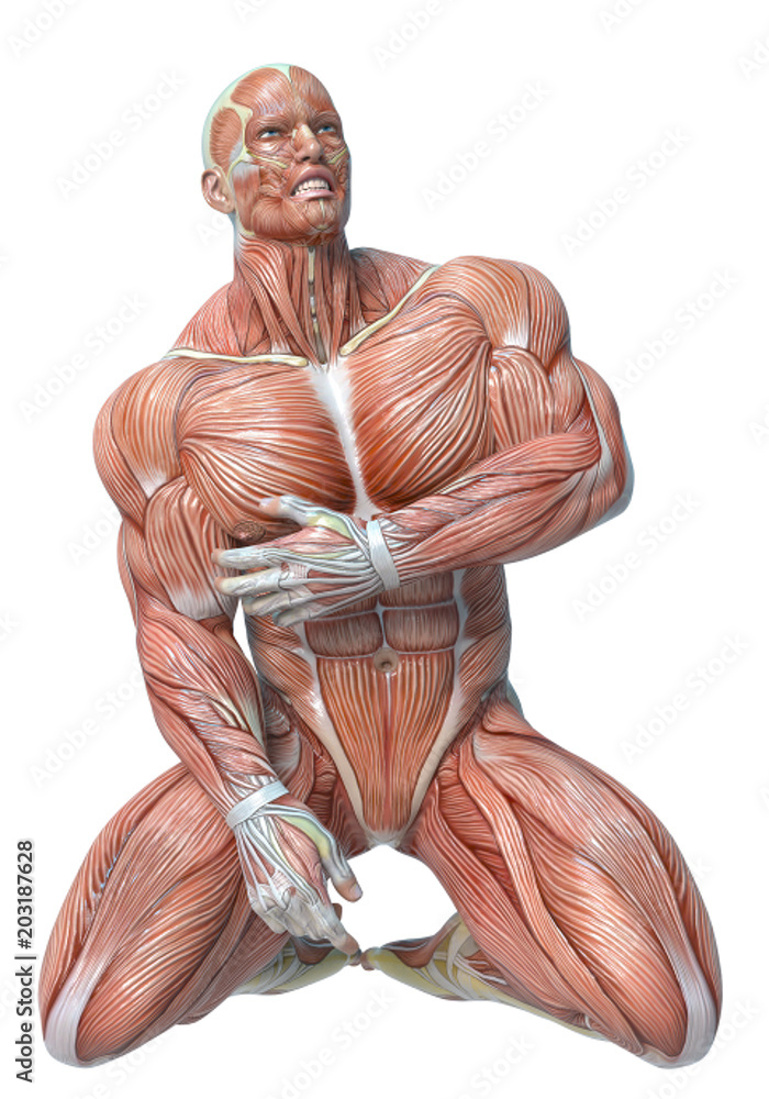 muscle man anatomy in an white background muscle man anatomy in an white background