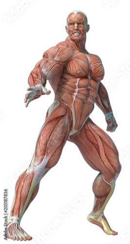 muscle man anatomy in an white background © DM7