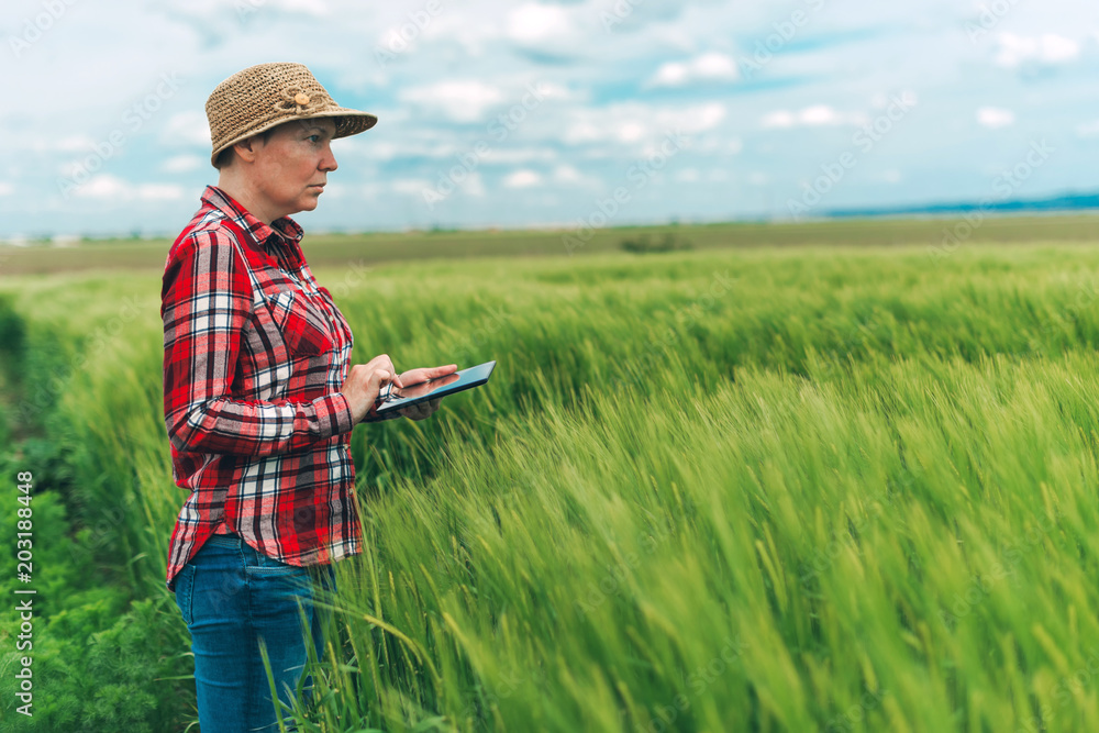 Farmer using digital tablet in wheat crop field