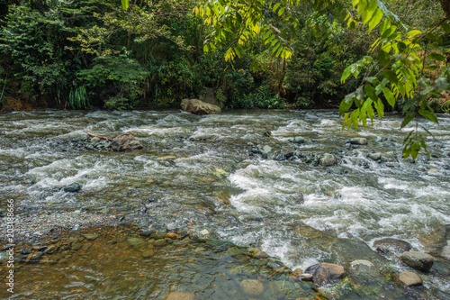 River with plants and rocks