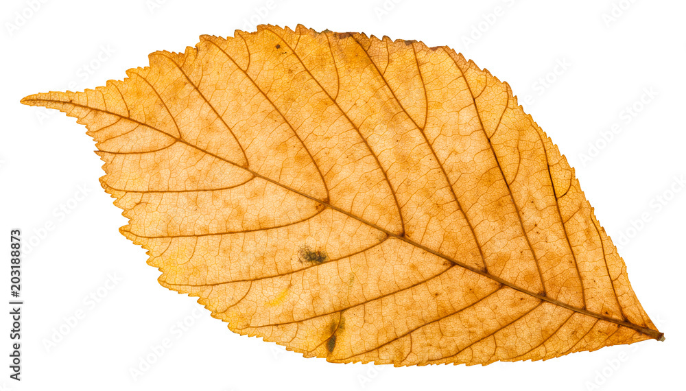 Fototapeta premium back side of yellow autumn leaf of parthenocissus