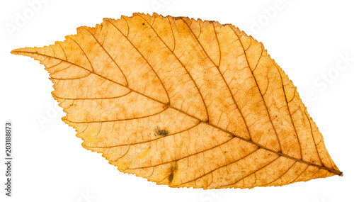 back side of yellow autumn leaf of parthenocissus