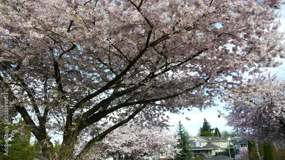 Beautiful Vancouver is a new start with spring flowers. Burnaby, New Westminster, Langley BC Canada Beautiful Vancouver is a new start with spring flowers. Burnaby, New Westminster, Langley BC Canada