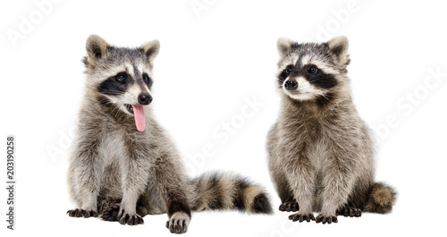 Two funny raccoons sitting together, isolated on white background