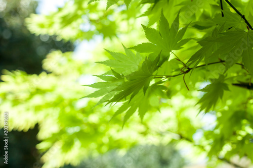 green leaves against sky background