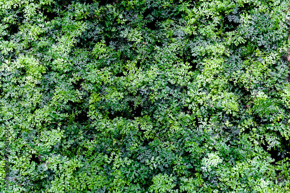 Coriander Plan Coriander Plan