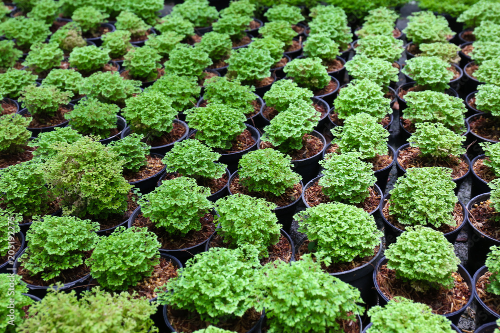 Coriander Plan Coriander Plan