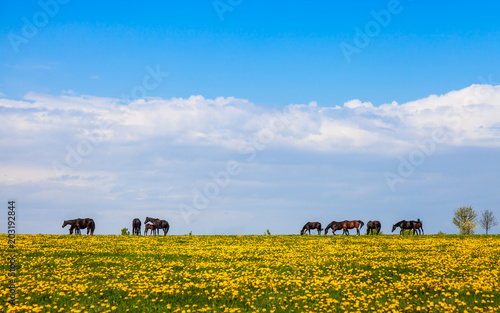Pferde auf einer Weide, artgerechte Haltung in der Landwirtschaft