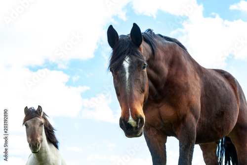 Pferde auf einer Weide  artgerechte Haltung in der Landwirtschaft