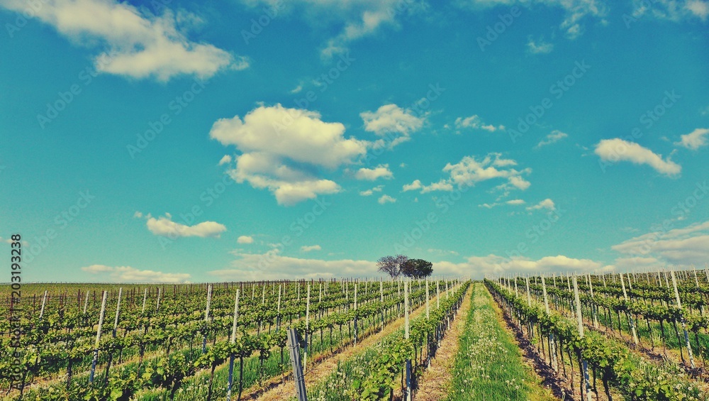 Fototapeta premium Weinberg an einem sonnigen Maientag