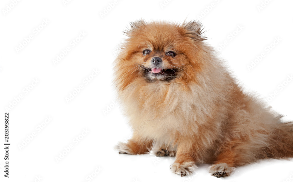 Cute cute little Pomeranian Pomeranian isolated on white background, portrait