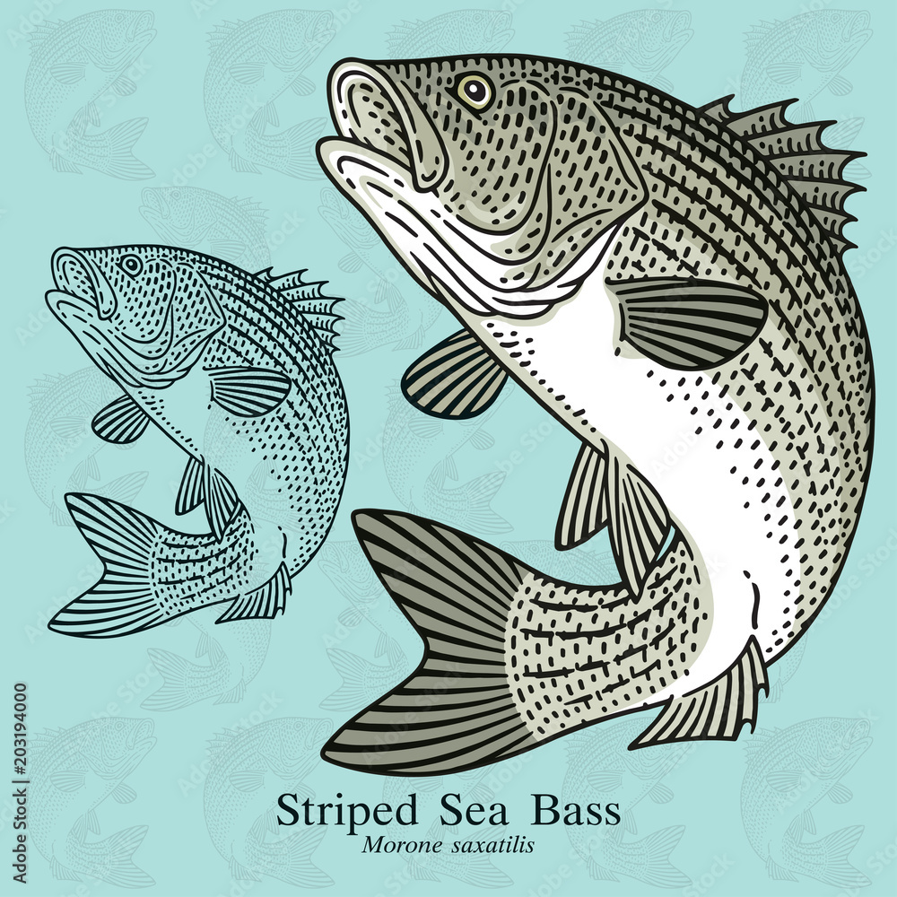 Naklejka premium Striped Sea Bass. Vector illustration with refined details and optimized stroke that allows the image to be used in small sizes (in packaging design, decoration, educational graphics, etc.)