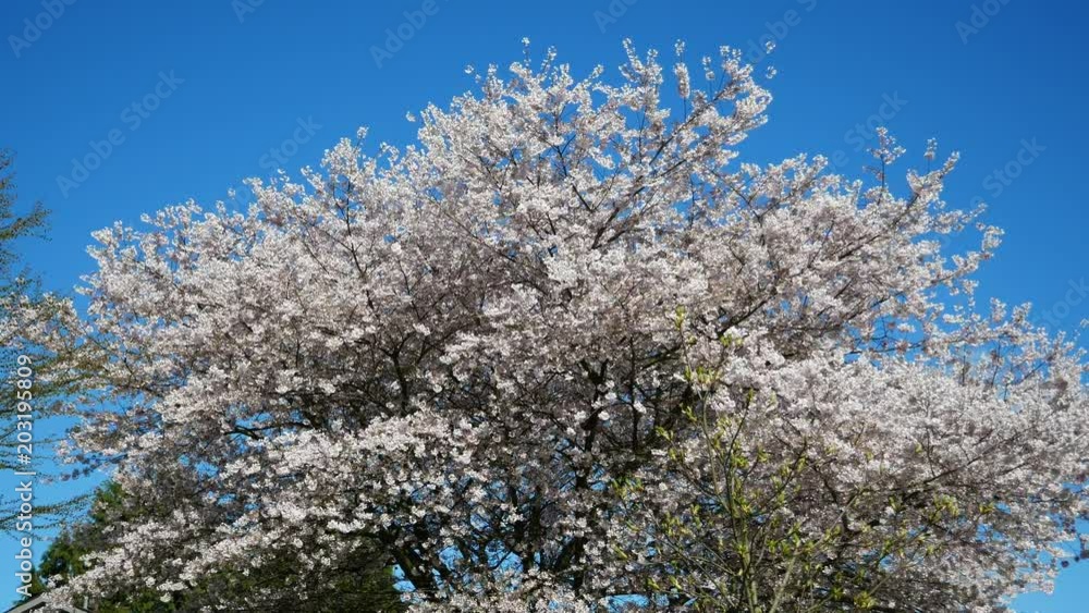 Beautiful Vancouver is a new start with spring flowers. Burnaby, New Westminster, Langley BC Canada Beautiful Vancouver is a new start with spring flowers. Burnaby, New Westminster, Langley BC Canada