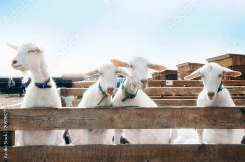 Fototapeta Naklejka Na Ścianę i Meble -  four goats behind the fence