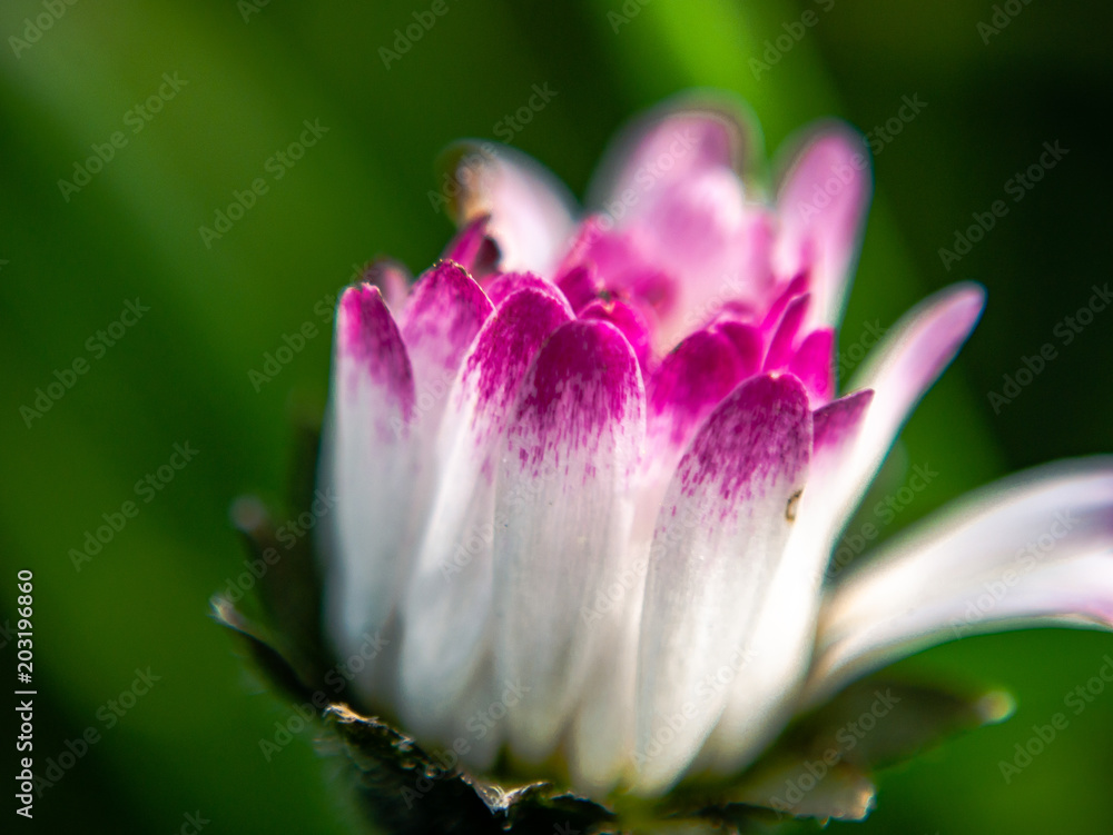 Fototapeta premium Blume Makro