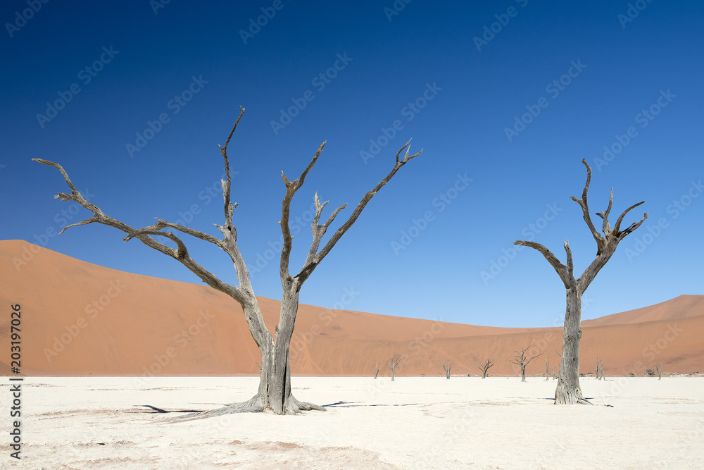 Abgestorbene Akazienbäume, Deadvlei (Namibia) Abgestorbene Akazienbäume, Deadvlei (Namibia)