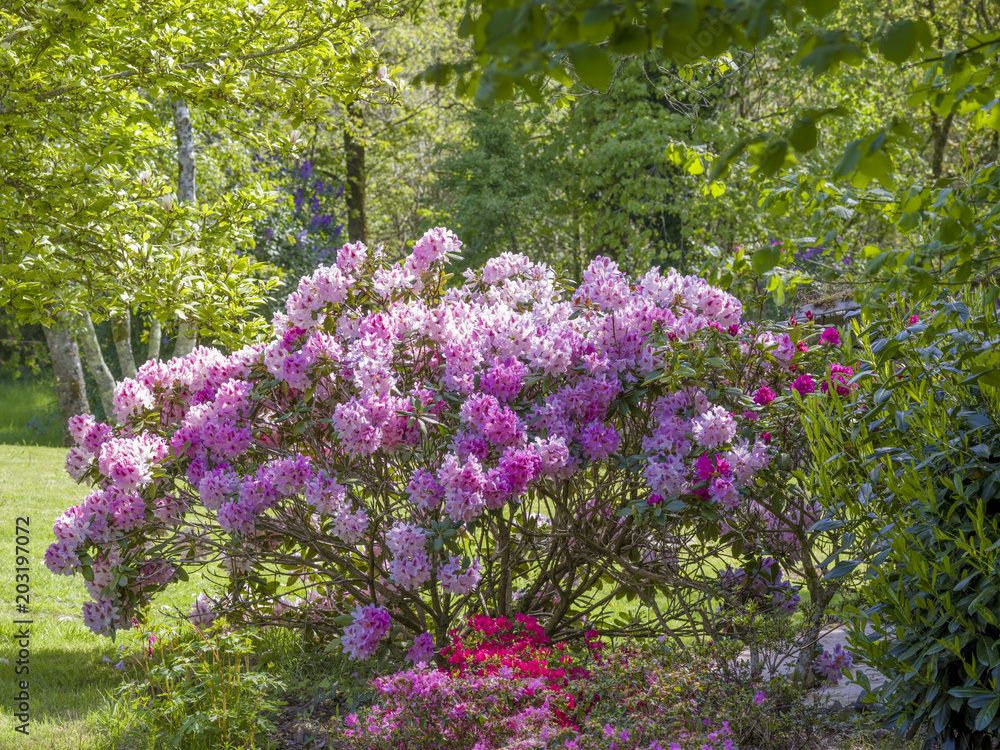 Obraz premium Rhododendron dans un jardin d'oenement