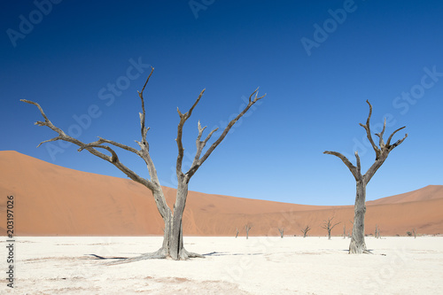 Abgestorbene Akazienbäume, Deadvlei (Namibia)