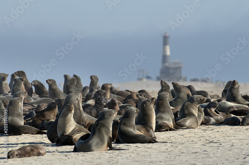 Robbenkolonie am Pelican Point (Namibia)