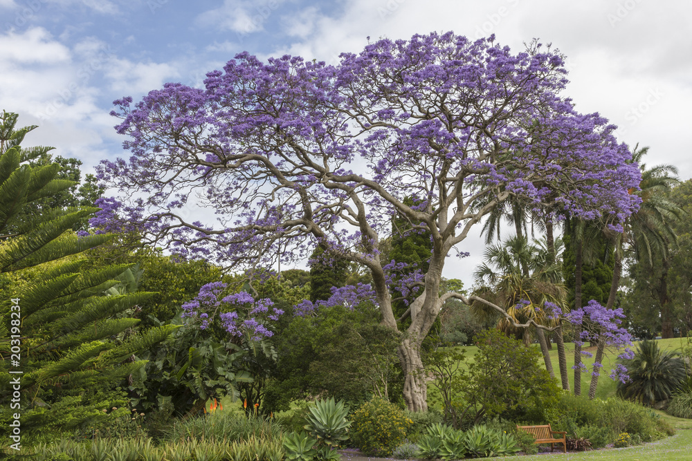 Jacaranda Baum in voller Blüte Sydney Jacaranda Baum in voller Blüte Sydney