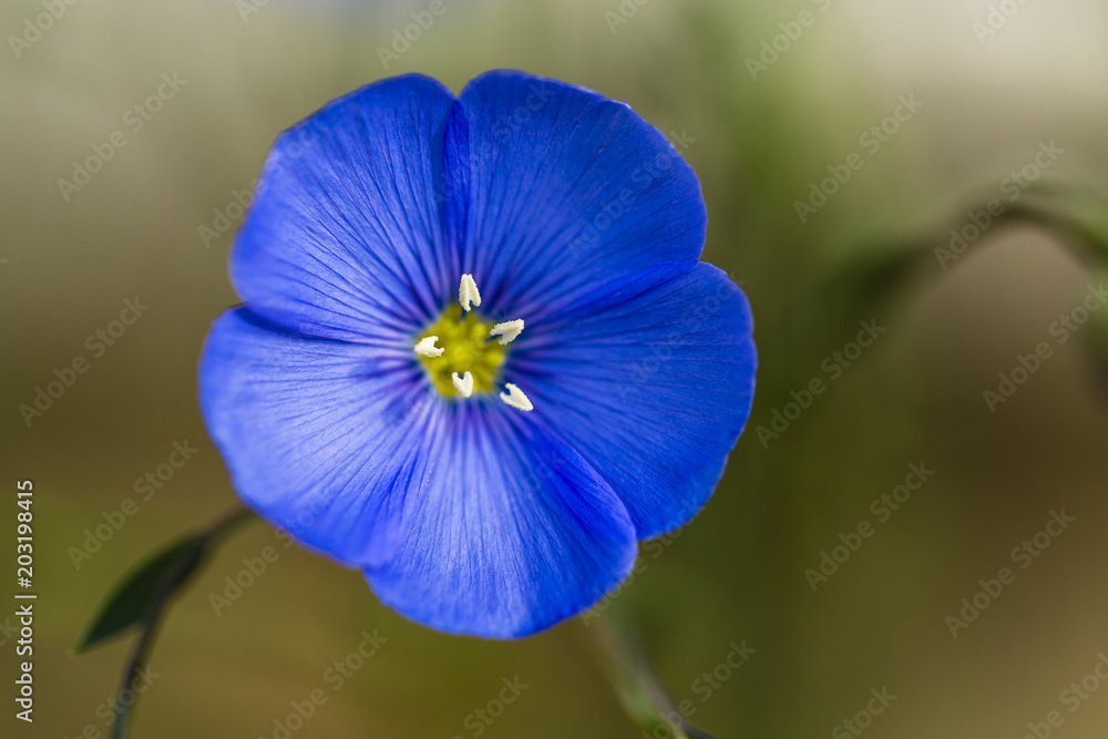 Blooming flower of flax in the garden. Blooming flower of flax in the garden.