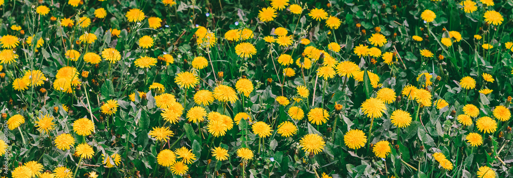 meadow with yellow dandelions, panoramic photo