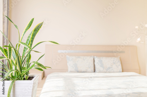 Home and garden concept of sansevieria trifasciata or Snake plant in the bedroom photo