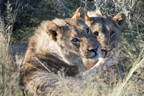 Fototapeta Naklejka Na Ścianę i Meble -  Löwen (Panthera leo)