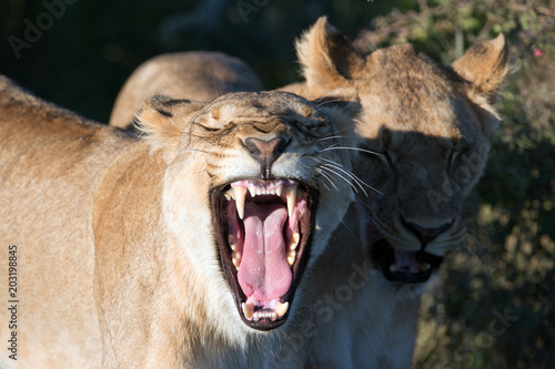 Fototapeta Naklejka Na Ścianę i Meble -  Löwen (Panthera leo)