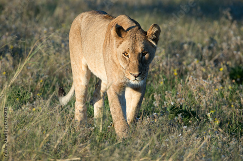 Fototapeta Naklejka Na Ścianę i Meble -  schleichender Löwe (Panthera leo)
