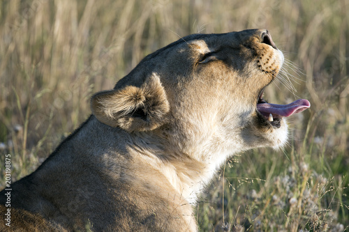 Fototapeta Naklejka Na Ścianę i Meble -  Löwe (Panthera leo)