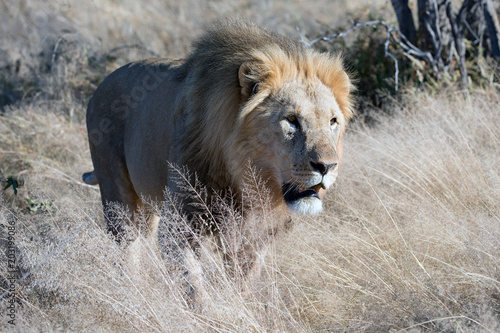 Fototapeta Naklejka Na Ścianę i Meble -  Löwe (Panthera leo)