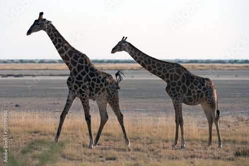 Giraffen in der Etosha-Pfanne (Namibia)