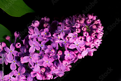 Spring branch of blossoming lilac on a black background © Olha