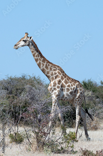 Giraffe (Namibia)